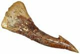 Huge, Fossil Sawfish (Onchopristis) Rostral Barb - Morocco #351682-1